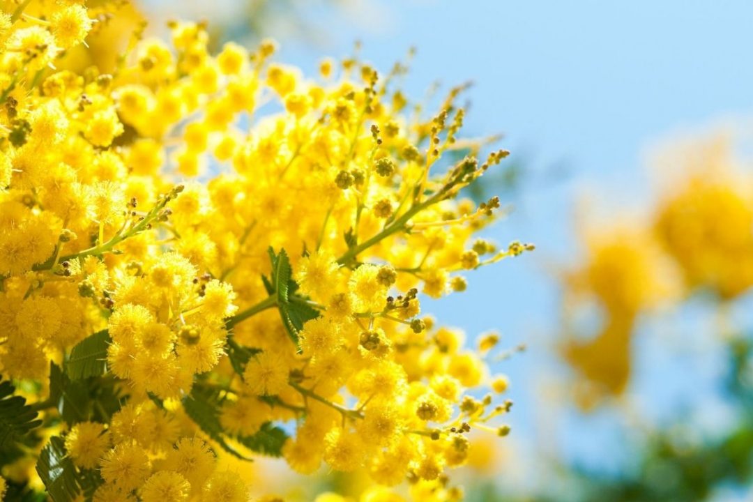 Mimosa